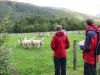 Margaret and Matt watching the sheep beside the A66